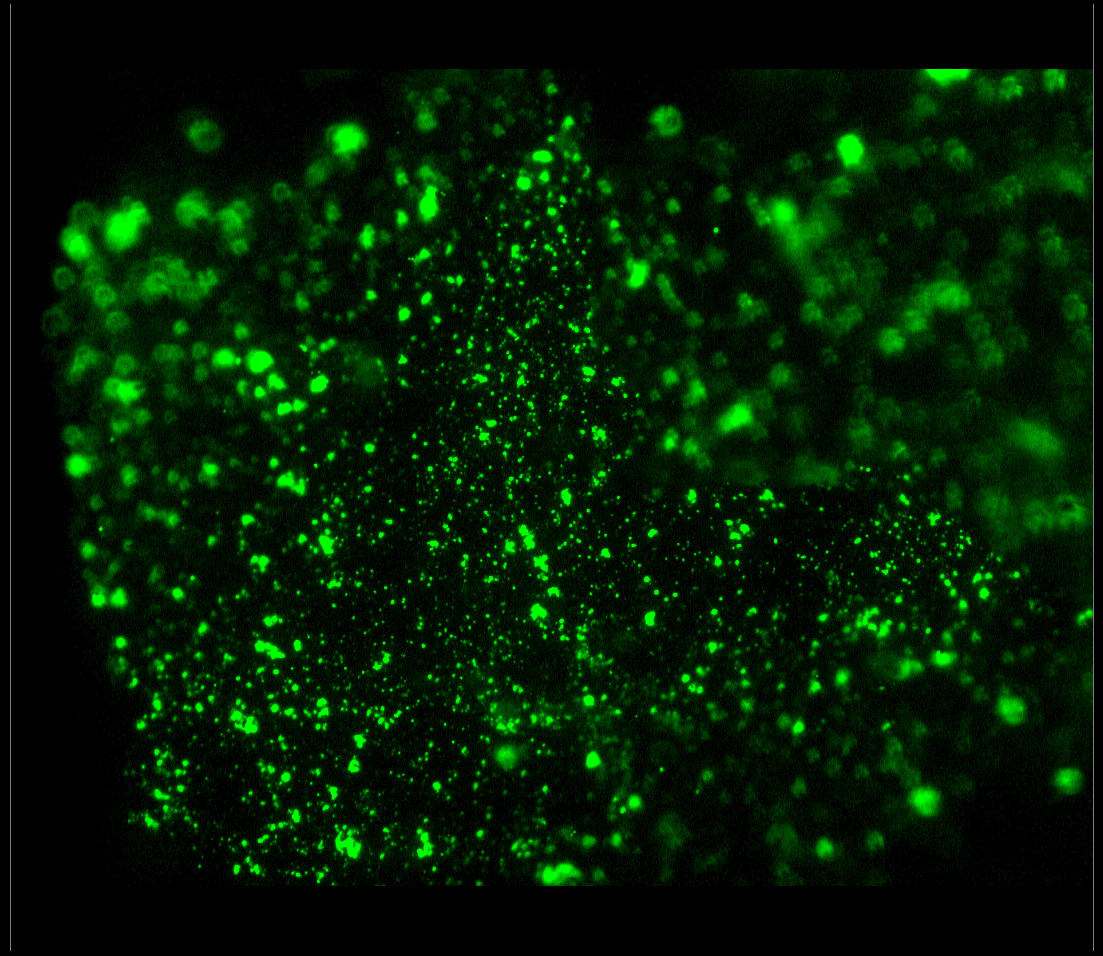 Luminescent microscopy showing nanoparticle effect under irradiation